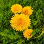 Paardenbloemen in het gras