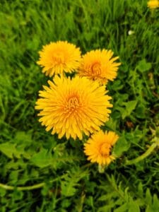 Paardenbloemen in het gras