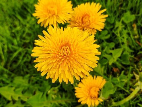 Paardenbloemen in het gras