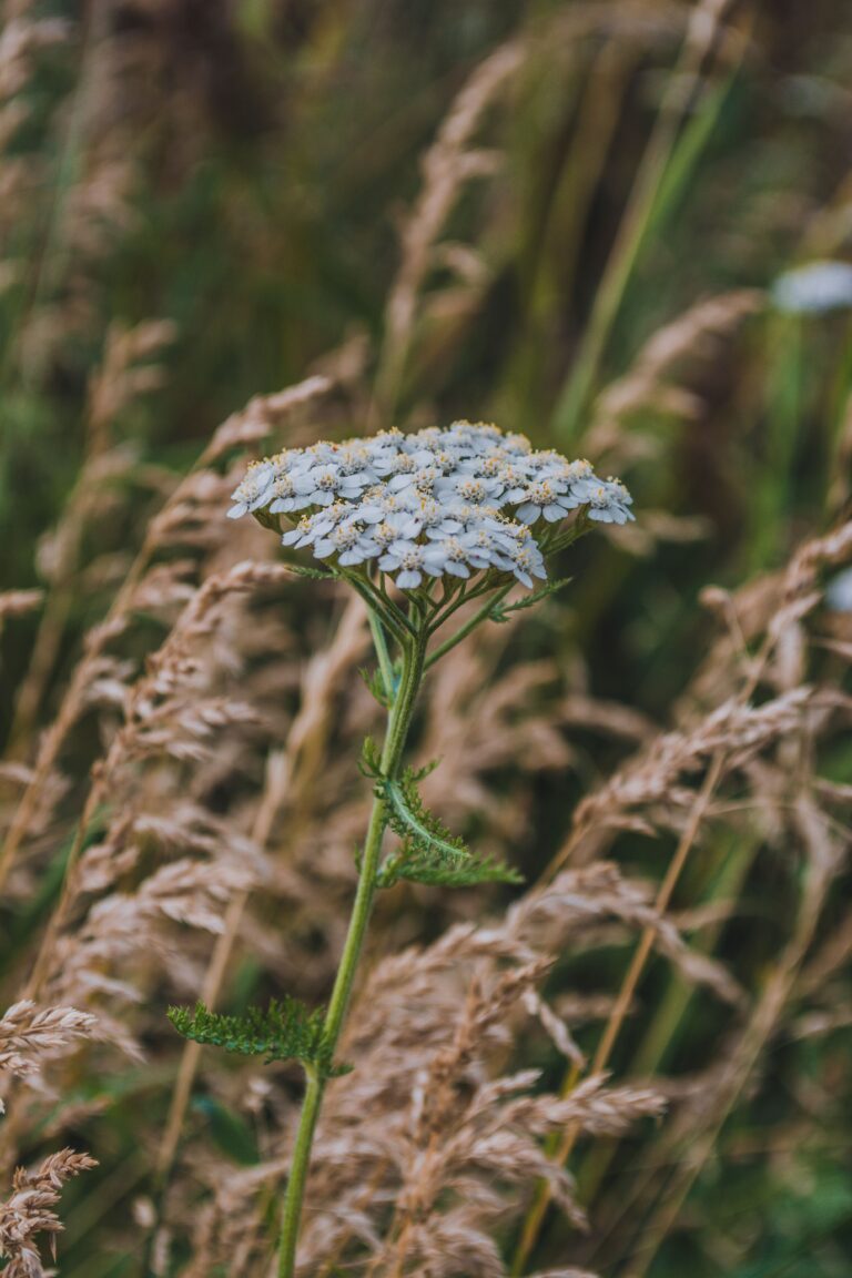 Duizendblad groeiend in de natuur