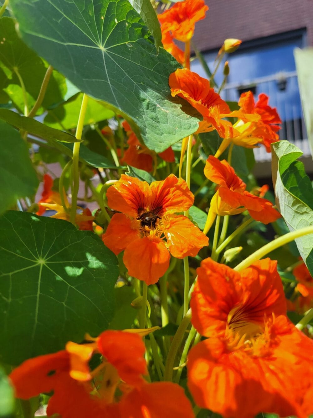 Oranje bloeiende Oost-Indische kers