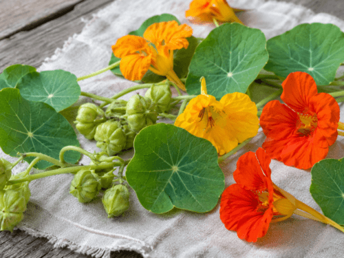 Bloemen, bladeren en groene zaden van Oost-Indische kers
