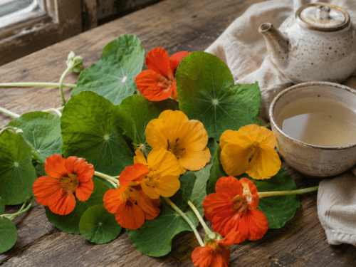 Verse Oost-Indische kersbladeren en bloemen voor thee of kruidengebruik.