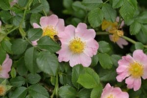 Hondsroos in bloei