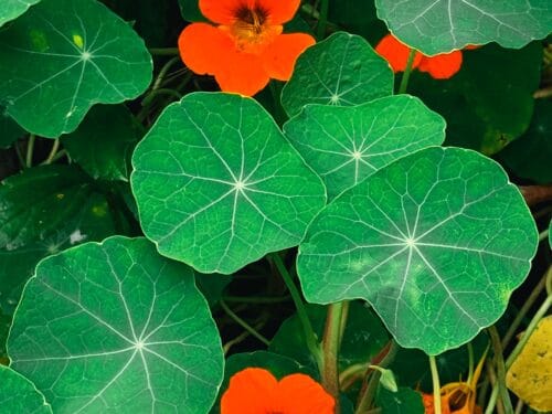 Mooie groene bladeren en oranje bloemen van de Oost-Indische kers